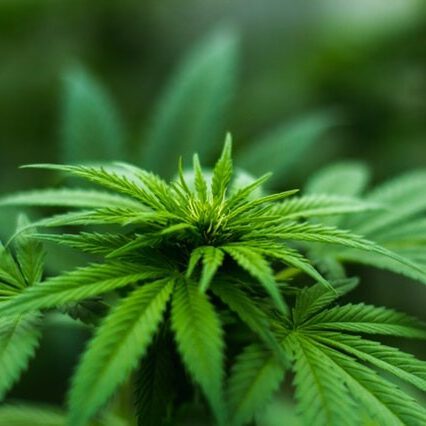 Cannabis