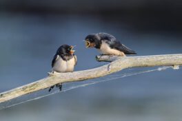 barn-swallow-8097199_640