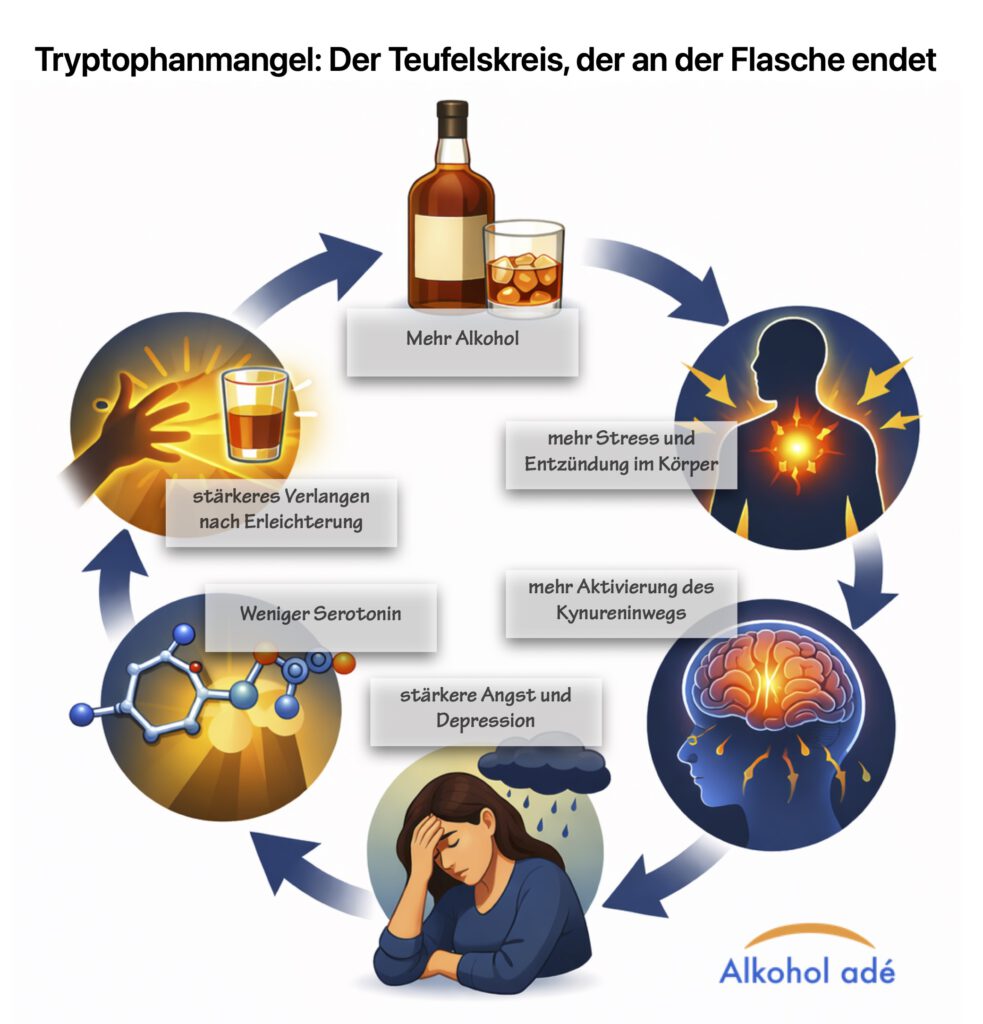 Grafik zum Teufelskreis aus Tryptophanmangel und Alkohol: Mehr Alkohol → mehr Stress und Entzündung im Körper → mehr Aktivierung des Kynureninwegs → weniger Serotonin → stärkere Angst und depressive Verstimmung → stärkeres Verlangen nach Erleichterung → mehr Alkohol.