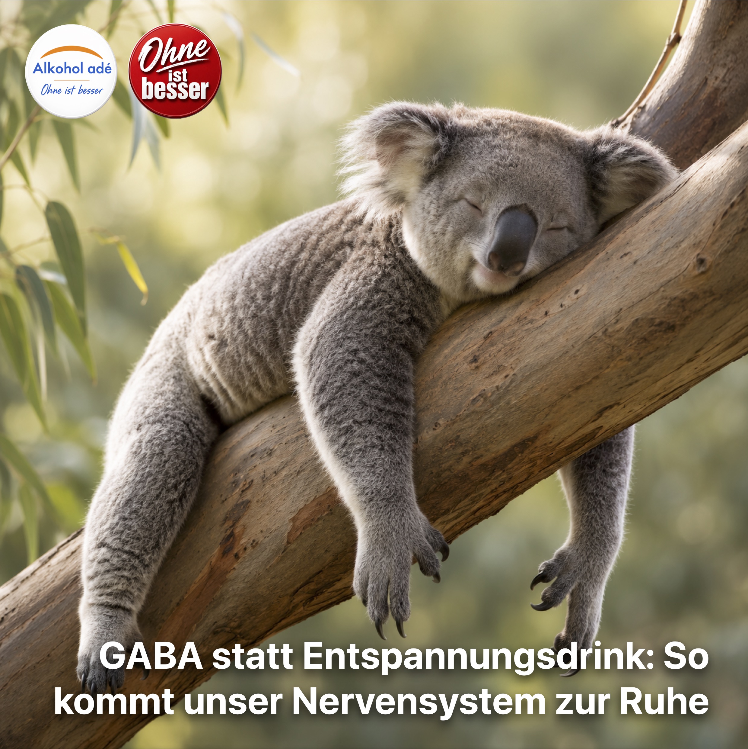 Ein Koala schläft tief entspannt bäuchlings auf einem schräg verlaufenden Eukalyptusast. Arme und Beine hängen locker nach unten, die Augen sind geschlossen. Warmes Sonnenlicht und ein weich verschwommener Hintergrund aus grünen Blättern verleihen der Szene eine außergewöhnliche Ruhe und Gelassenheit.