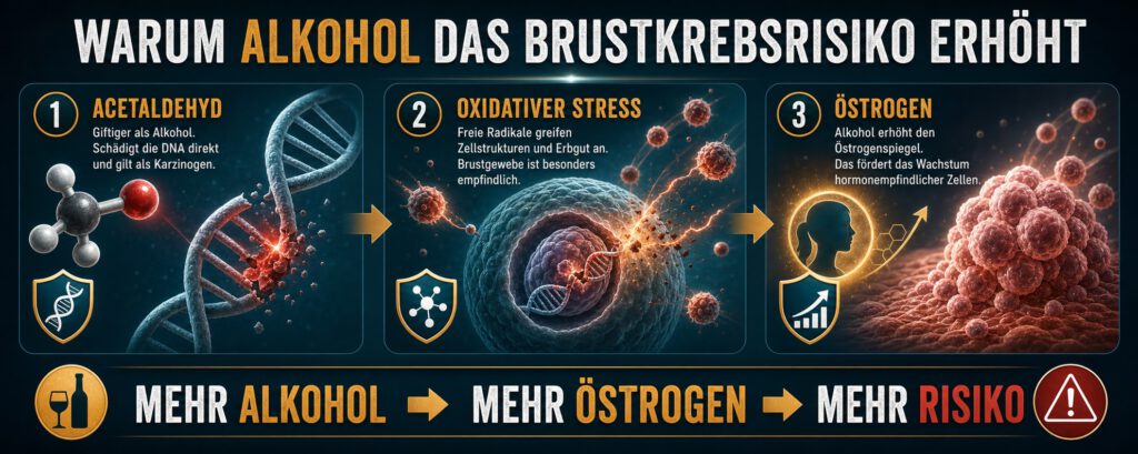 Infografik zu drei Mechanismen, durch die Alkohol das Brustkrebsrisiko erhöht: Acetaldehyd schädigt die DNA, freie Radikale verursachen oxidativen Stress und ein erhöhter Östrogenspiegel fördert das Wachstum hormonempfindlicher Zellen. Fazit: Mehr Alkohol bedeutet mehr Östrogen und ein höheres Risiko.