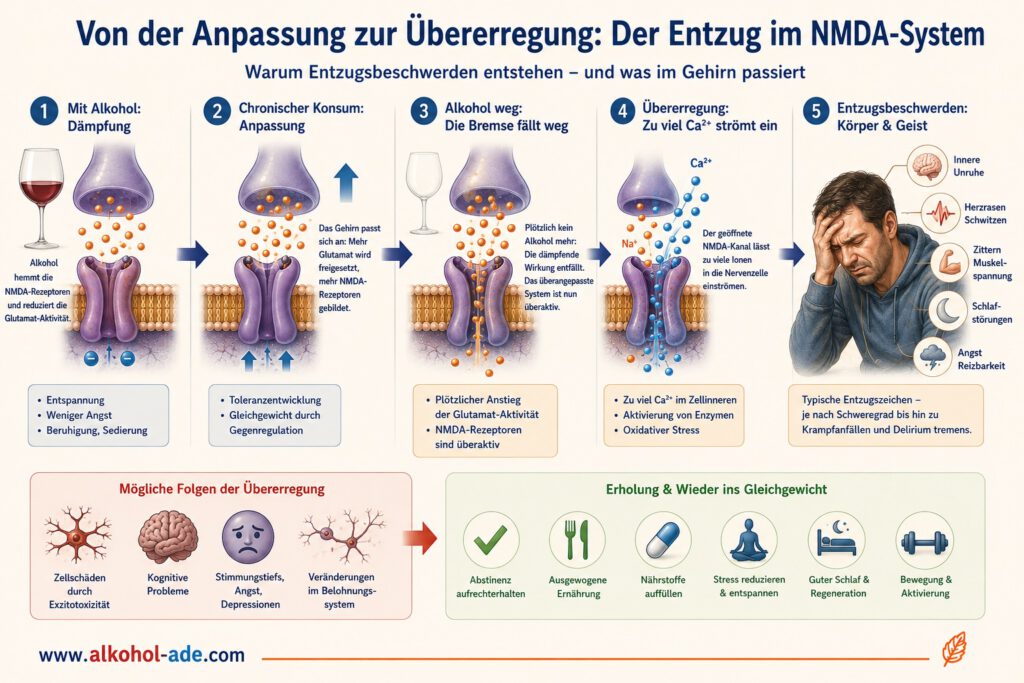 Die Grafik zeigt vereinfacht, wie sich das NMDA-System bei chronischem Alkoholkonsum verändert und warum ein plötzlicher Trinkstopp Entzugssymptome auslösen kann.