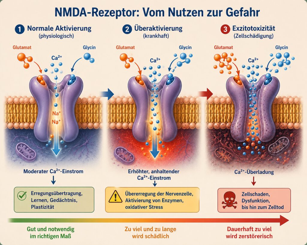 Die Grafik zeigt die drei Stufen der NMDA-Rezeptoraktivität. Bei normaler Aktivierung öffnet sich der Rezeptorkanal kontrolliert. Natrium (Na⁺) und Kalzium (Ca²⁺) gelangen in die Nervenzelle.