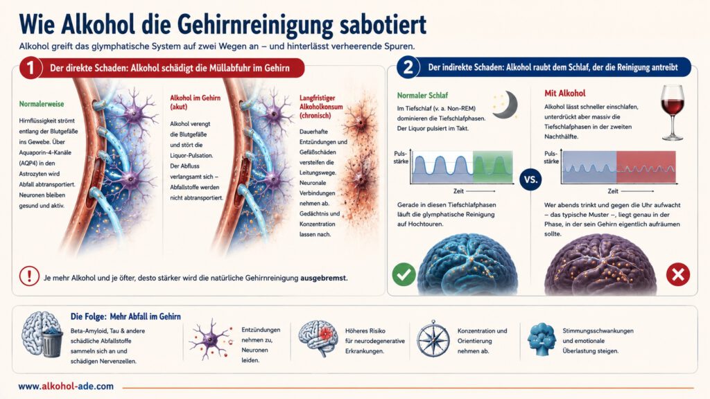 Infografik zur Wirkung von Alkohol auf das glymphatische System: Alkohol bremst direkt den Abtransport von Abfallstoffen im Gehirn und beeinträchtigt Astrozyten sowie AQP4-Wasserkanäle. Gleichzeitig stört er den für die Gehirnreinigung wichtigen Tiefschlaf.