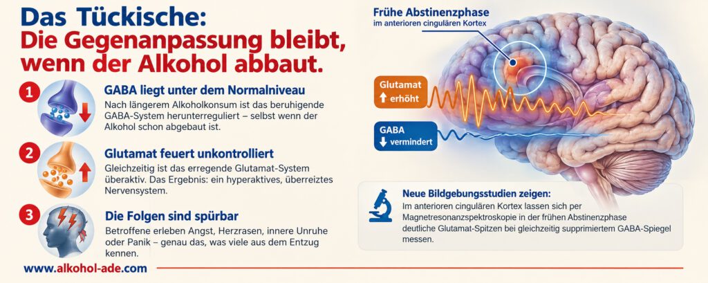 Infografik zur Gegenanpassung des Nervensystems nach längerem Alkoholkonsum. Sie zeigt, dass GABA unter dem Normalniveau bleibt, während das erregende Glutamat-System überaktiv ist. Dadurch entsteht ein hyperaktives, überreiztes Nervensystem mit möglichen Folgen wie Angst, Herzrasen, innerer Unruhe und Panik. Eine Gehirnillustration veranschaulicht erhöhte Glutamat- und verminderte GABA-Aktivität in der frühen Abstinenzphase. Bildgebungsstudien mittels Magnetresonanzspektroskopie zeigen entsprechende Veränderungen im anterioren cingulären Kortex.