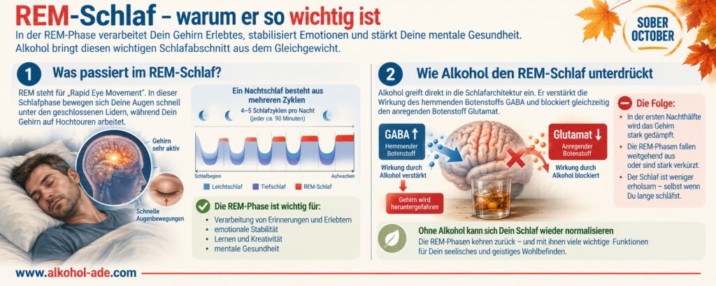 Infografik zum REM-Schlaf: Sie zeigt die nächtlichen Schlafzyklen mit zunehmend längeren REM-Phasen und erklärt deren Bedeutung für Erinnerungen, Emotionen, Lernen und mentale Gesundheit. Alkohol verstärkt die hemmende GABA-Wirkung und hemmt Glutamat, wodurch besonders in der ersten Nachthälfte REM-Schlaf unterdrückt wird. Ohne Alkohol kann sich die Schlafarchitektur wieder normalisieren.