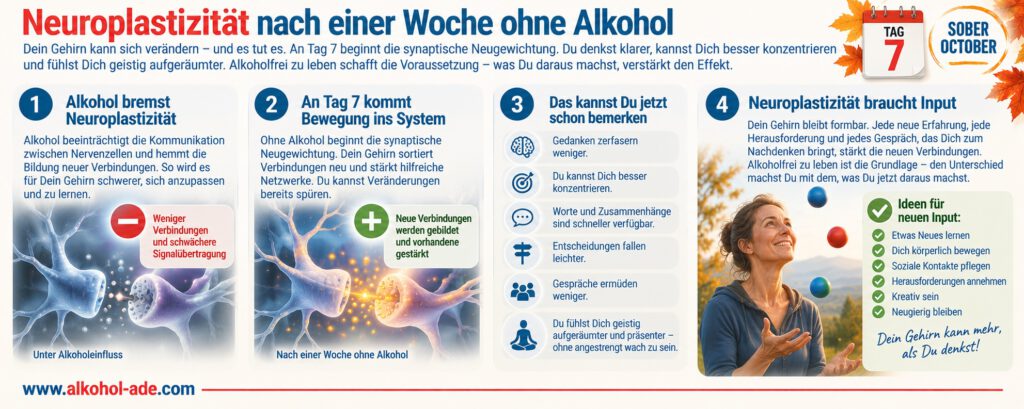 Infografik zur Neuroplastizität nach einer Woche ohne Alkohol: Sie zeigt, wie sich neuronale Verbindungen neu gewichten und stärken können. Mögliche Veränderungen sind klarere Gedanken, bessere Konzentration und leichtere Entscheidungen. Neue Erfahrungen, Bewegung, soziale Kontakte und geistige Herausforderungen unterstützen die Neuroplastizität.