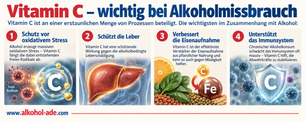 Infografik „Vitamin C – wichtig bei Alkoholmissbrauch“ mit vier zentralen Funktionen: Vitamin C fängt freie Radikale ab und wirkt oxidativem Stress entgegen, schützt die Leber vor alkoholbedingten Schäden, verbessert die Eisenaufnahme und kann damit Müdigkeit entgegenwirken sowie das durch chronischen Alkoholkonsum geschwächte Immunsystem unterstützen.